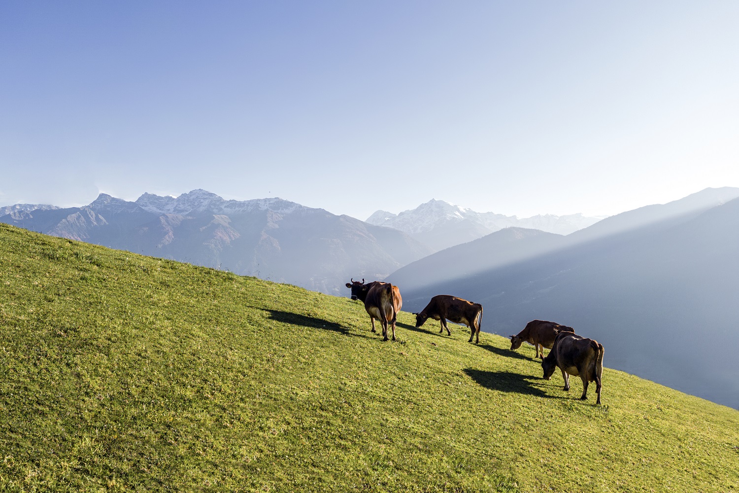 Kuehe_012LECHTL-HOF_klein