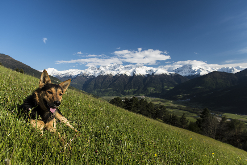 Unser kinderlieber Hund Waudl mit dem Ortler im Hintergrund